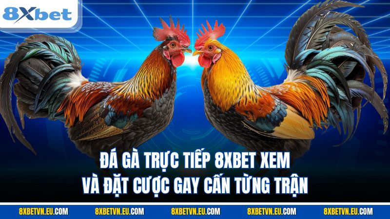 Đá gà trực tiếp 8XBET